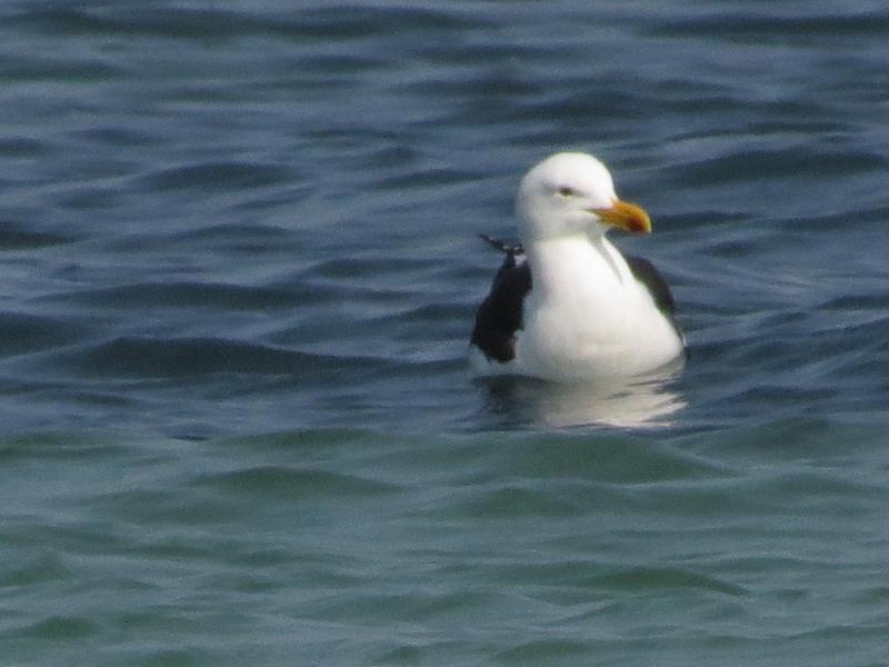 0 Bedroom Property for Sale in Myburgh Park Western Cape